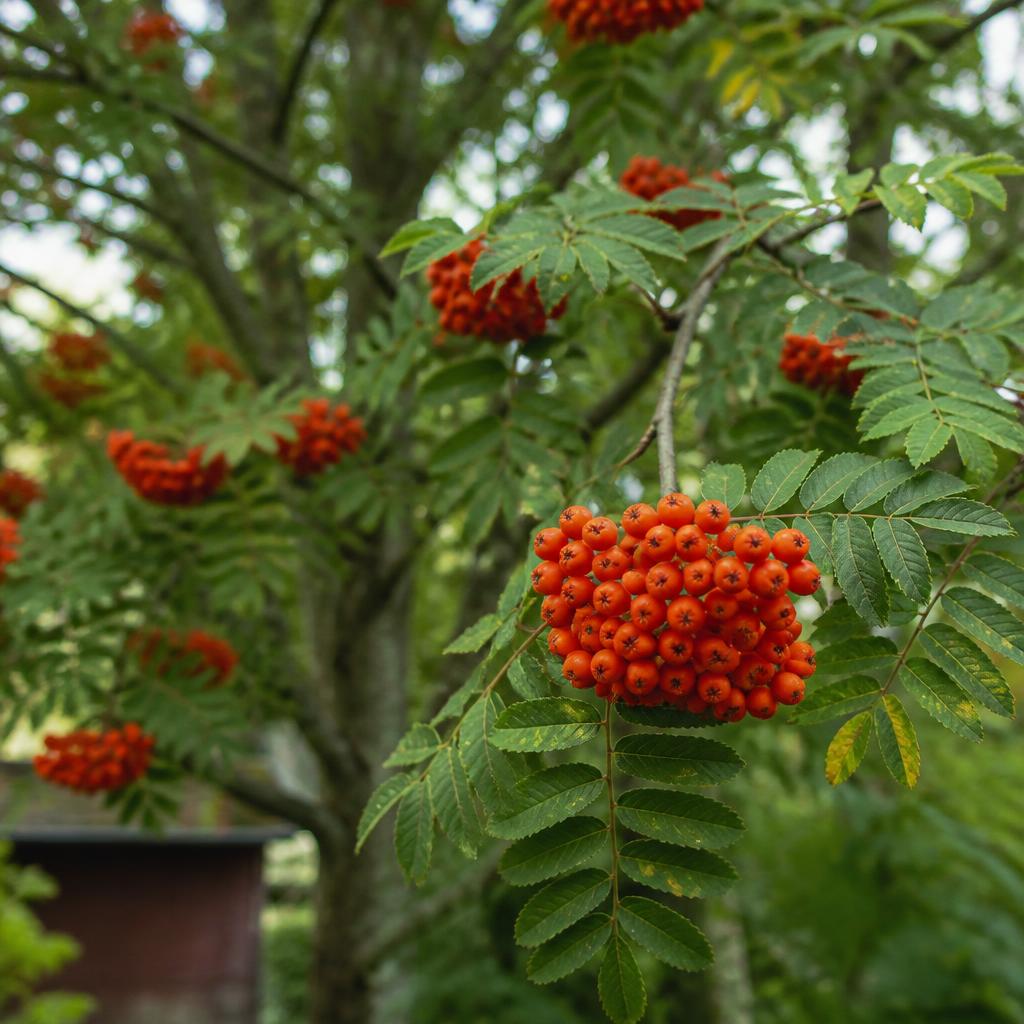 Rönn (Sorbus aucuparia) etablerat i trädgård